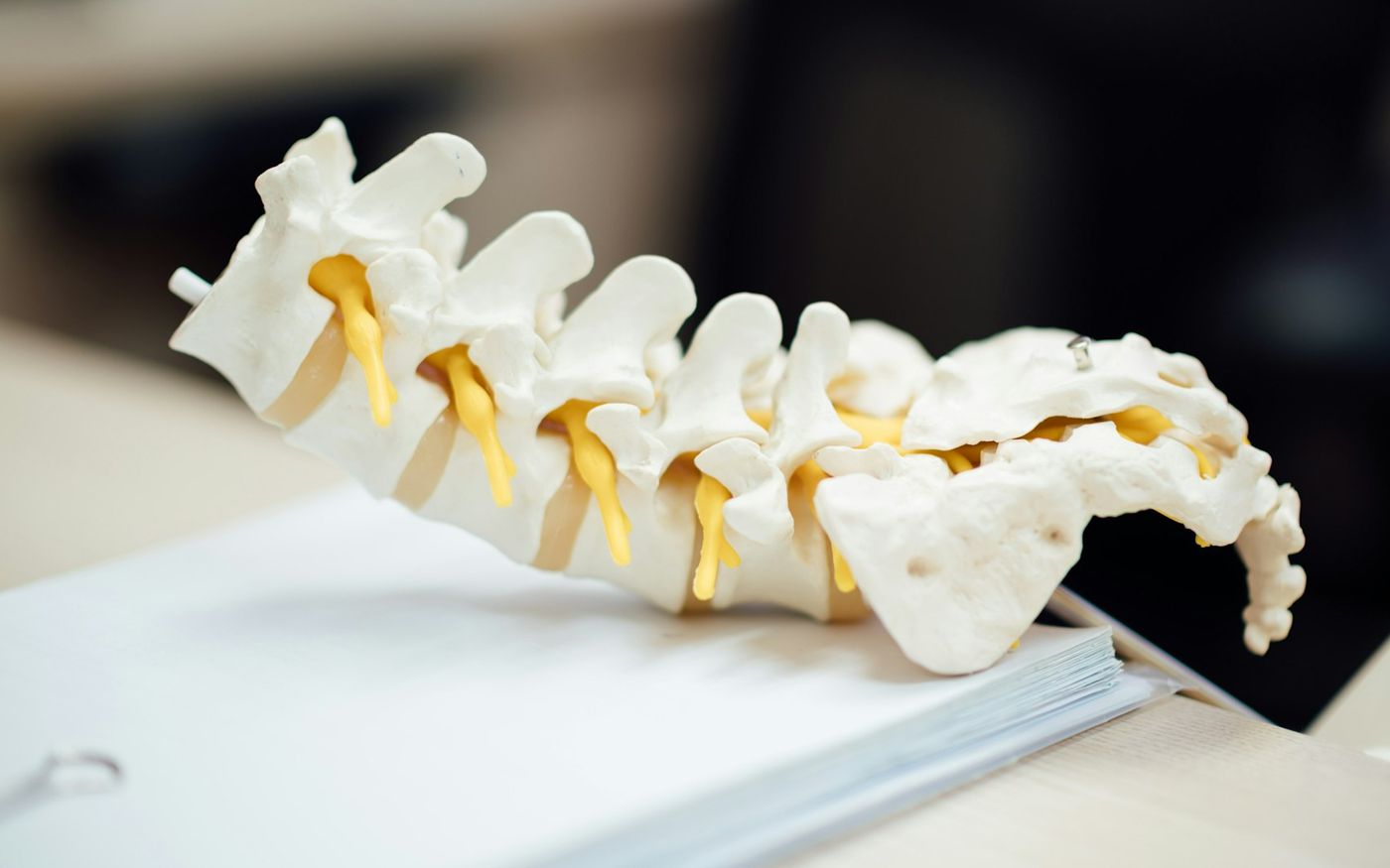 A chiropractic spine model used to explain treatment during a consultation